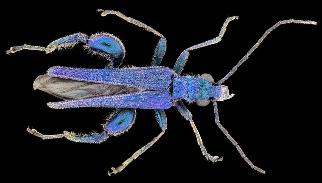 Mooi vanbuiten en vanbinnen: pleidooi voor dagdagelijkse entomologie 2