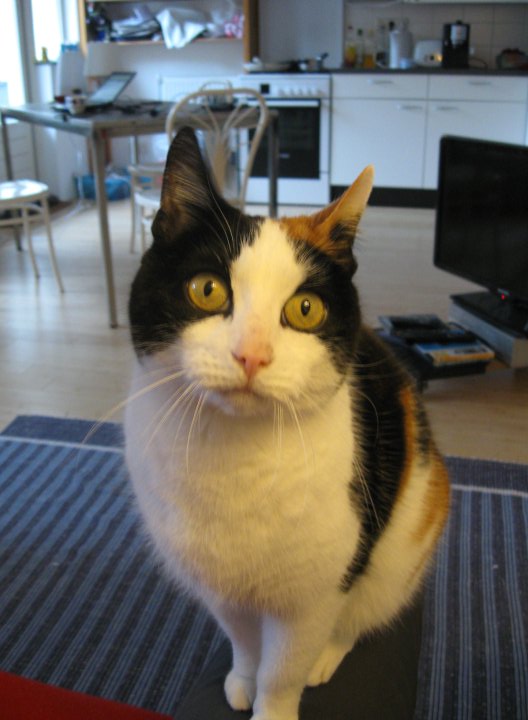  De poes