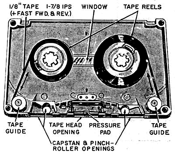 The Tapeworm Comes Alive!