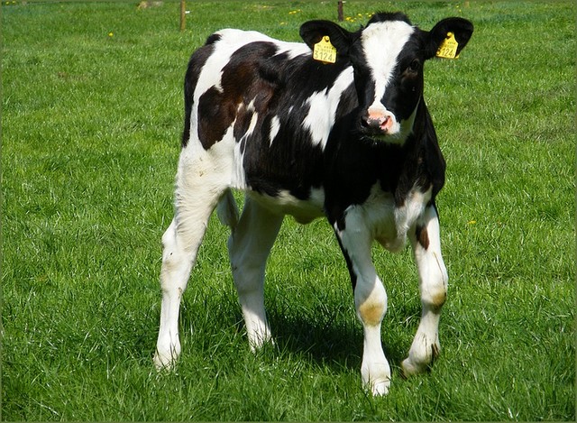 Omhels je horkerigheid