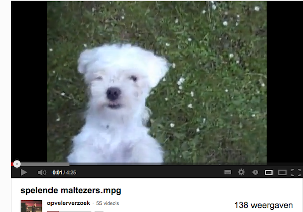 Spelende maltezers