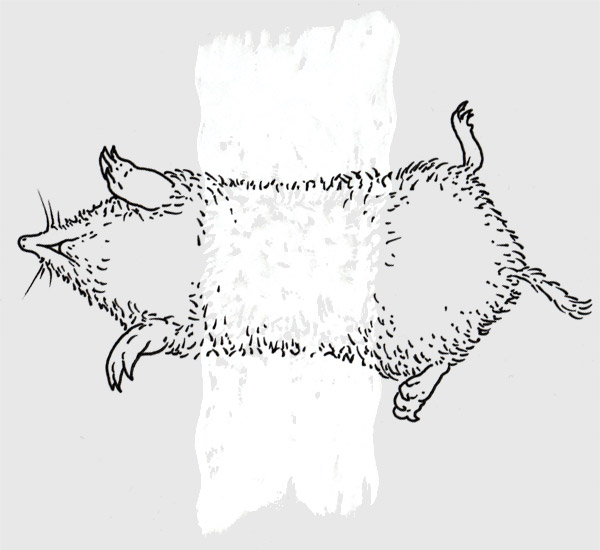 Wildebeest