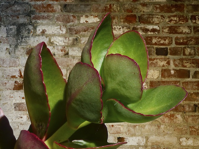  De kamerplant (of: herken je haat) 