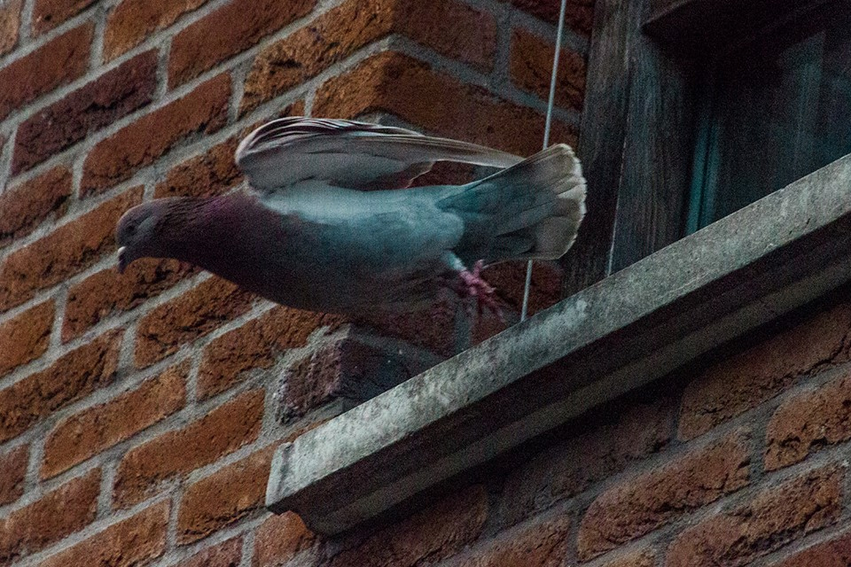 Pigeon feeders