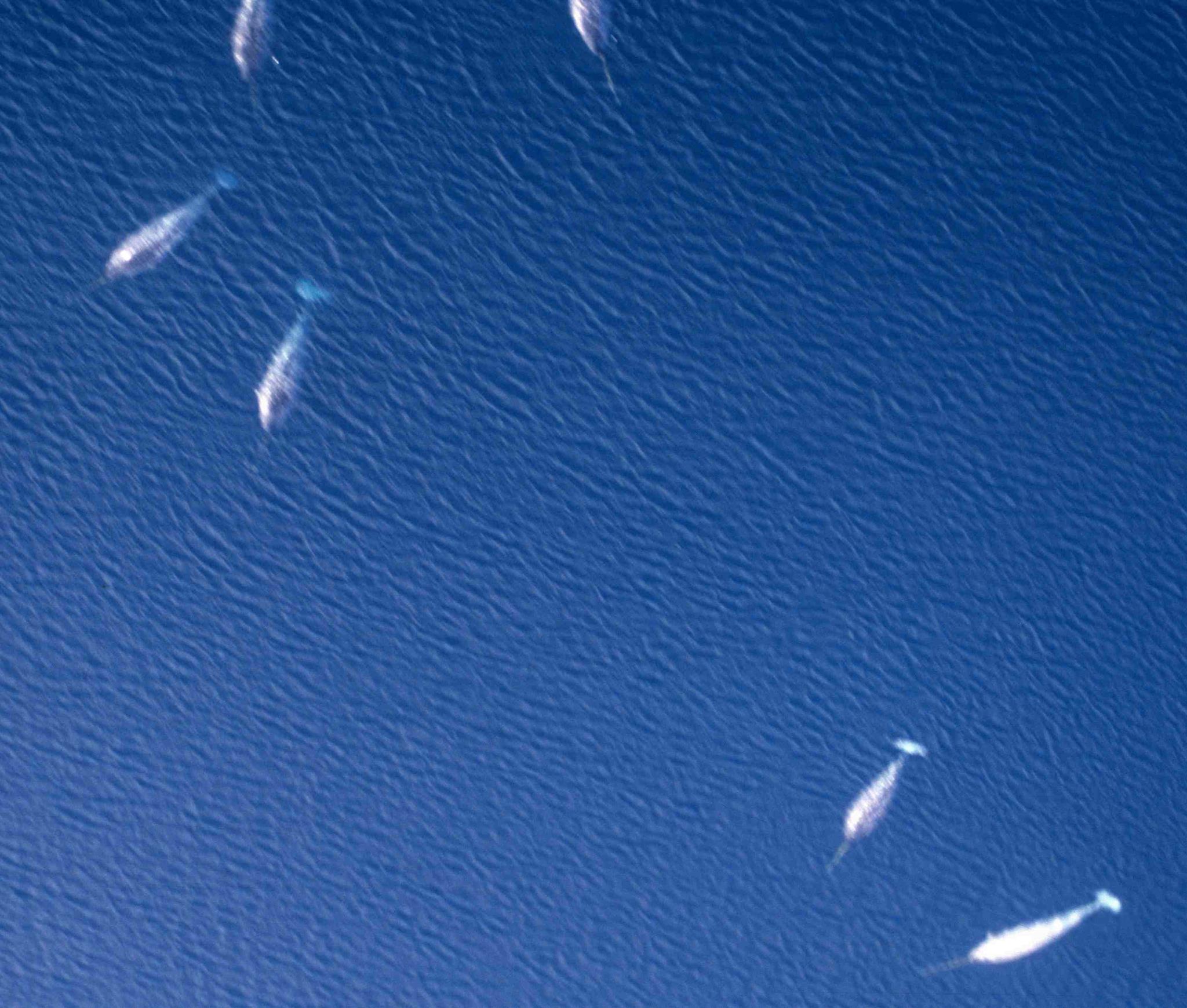 TIP: Gebruik tampons als strooigoed